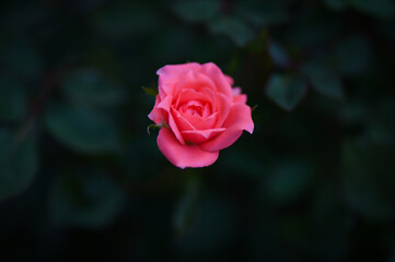 single red rose