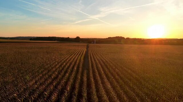 Aerial video of a sunlit cornfield at sunset, showcasing endless rows from a high angle. Live desktop wallpaper.