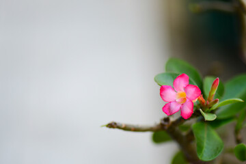 pink magnolia flower
