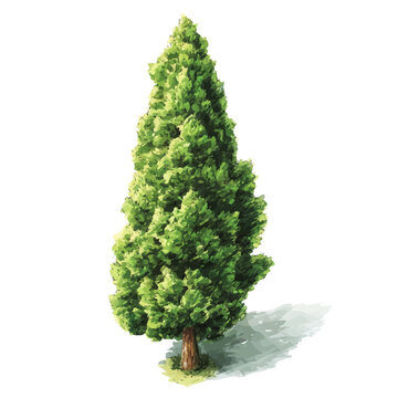 Watercolor isometric artwork featuring Cypress Pine Tree, presented on white background.