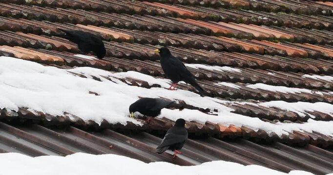 Eine alpine Chochard-Kolonie auf einem Dach, die im Winter Schnee und Koniferensamen frisst
