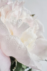 Peony petals with water drops symbolizing freshness, softness and purity in nature