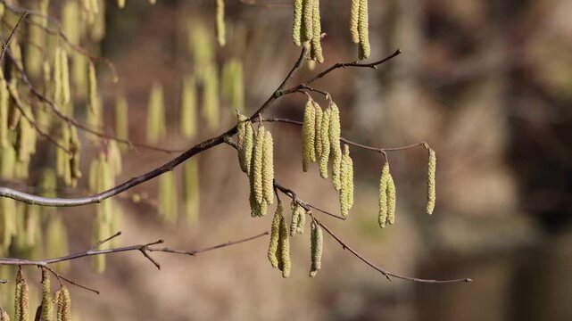 Spring awakening in nature: Hanging hazel catkins against a soft, blurred background