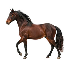 Obraz premium Majestic Brown Horse in Graceful Motion