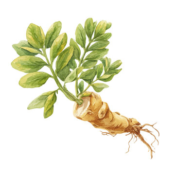 A watercolor isometric illustration of Astragalus Root, cleanly isolated on white background.