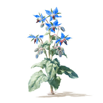 Artistic isometric watercolor image of Borage, isolated on a white surface.