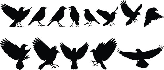 Obraz premium Bird silhouettes set, flying and standing birds collection, wildlife nature poses, black flat design vector illustration, isolated icons, set graphic