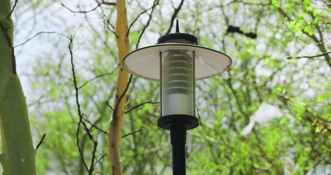 Camera is panning and tilting to center lamp post while branches and leaves are swaying