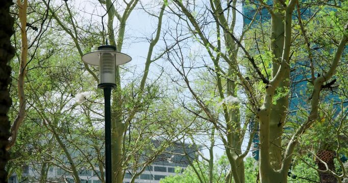 Light breeze is nudging trees, shedding white seed tufts and carrying them past lamp aiding spread