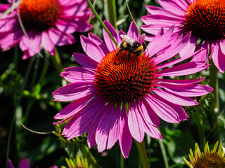 a bee feeding on a cone or echinacea flower  © chris