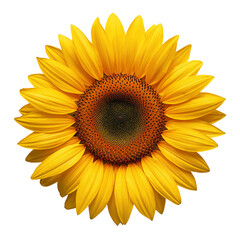 Fototapeta premium Bright Sunflower Blooms in a Garden During Summer
