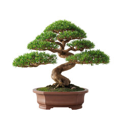 Bonsai Tree Displayed in a Pot With Leaves and Branches Shaped in a Structured Form