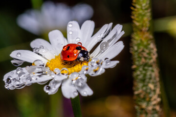 macro photo of a ladybug with water drops on a daisy, insect © MatéMoreno LH