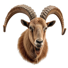Fototapeta premium Mountain Goat Head With Large Horns on a White Background