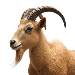 Sculpture of a Mountain Goat Standing on a Flat Surface With Bright Colors and Detailed Features