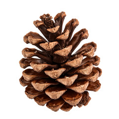 Pine Cone on a White Background With Detailed Texture and Shape Displayed Clearly