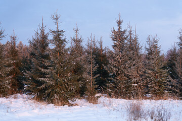 snow covered pine trees