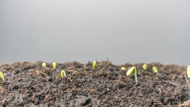Time-lapse showing multiple cucumber seedlings sprouting and leaning as they grow from soil. The sequence highlights synchronized germination and early vegetable development.