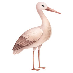 Obraz premium Stork standing calmly with light plumage and pink beak on white background 
