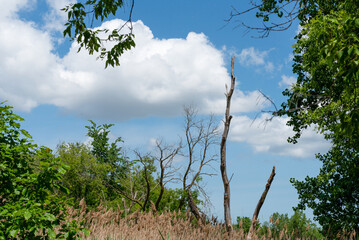 Dead tree rising against a blue cloud-filled sky in Wisconsin