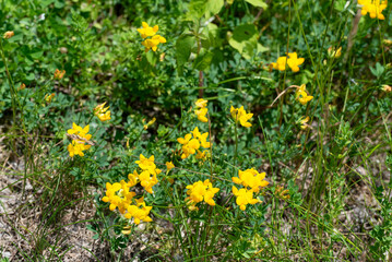 Common Bird&rsquo;s-foot Trefoil, Lotus corniculatus, Growing Wild In the Field In Summer