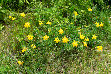 Common Bird&rsquo;s-foot Trefoil, Lotus corniculatus, Growing Wild In the Field In Summer