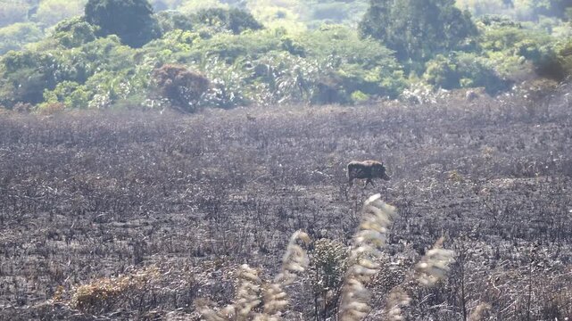 A lonely warthog walking through a veld that has been burnt black and bare.