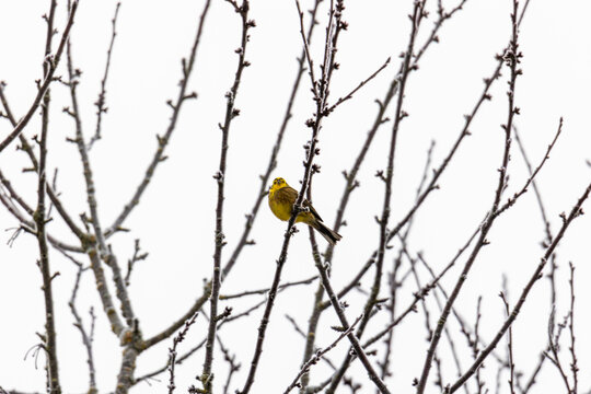Yellowhammer Sitting Among Bare Frosted Twigs