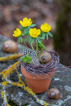 Winterlinge (Eranthis hyemalis) im Terracotta-Topf im Garten	
