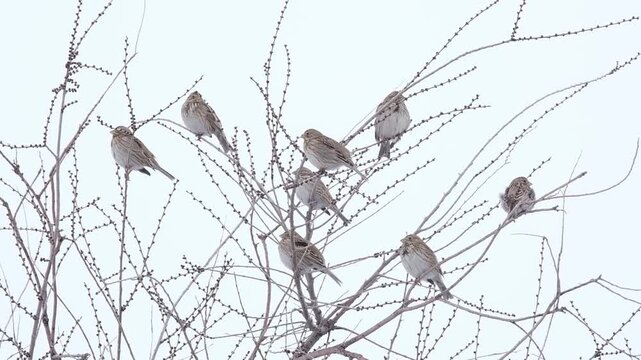 A flock of millet Emberiza calandra on the branches of a shrub in the snowy steppe of the Almaty region. Birds sit on thin branches without foliage against a bright winter sky. An atmospheric shot of 