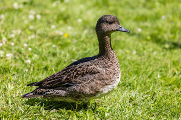 Fototapeta premium Side view of a female Eurasian wigeon Anas penelope standing in the green grass during a sunny day in Finland. 