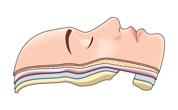Cross-sectional illustration of head and face tissues