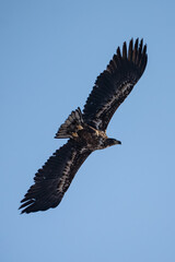 White-tailed eagle in flight against a blue sky.