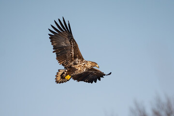 White-tailed eagle in flight against a blue sky.