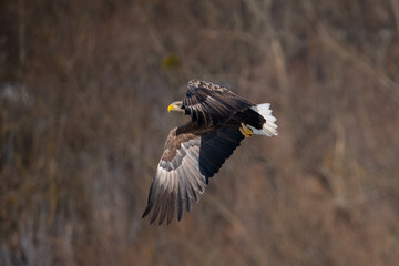 White-tailed eagle in flight against a blue sky.