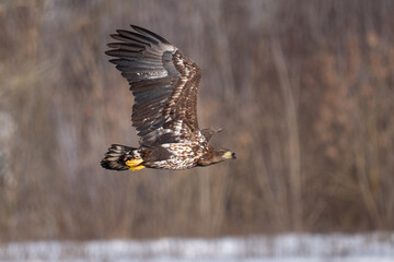 White-tailed eagle in flight against a background of trees in winter
