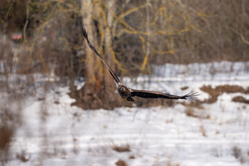White-tailed eagle in flight against a background of trees in winter