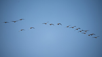 A flock of greylag geese in flight against a blue sky.