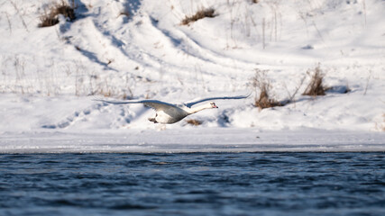 A swan in flight over a river in winter