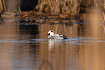 Smew - Mergellus albellus swimming in the pond in winter