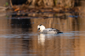 Smew - Mergellus albellus swimming in the pond in winter