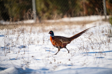 Pheasant running in the snow