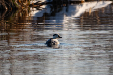 Smew - Mergellus albellus swimming in the pond in winter