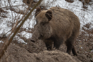 Wild boar in forest 