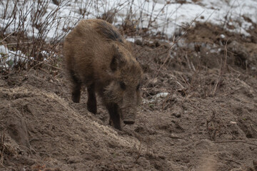 Wild boar in forest 