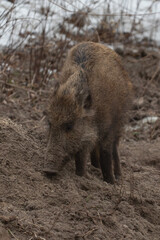 Wild boar in forest , young