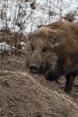 Wild boar in forest 