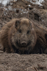 Wild boar in forest 