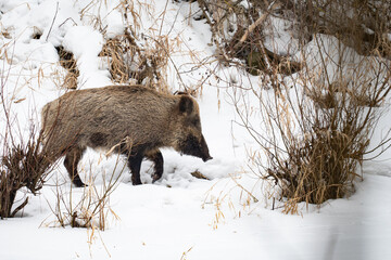 a wild boar walking in the snow