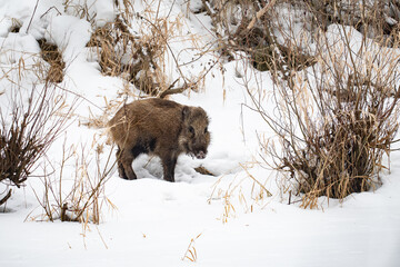 a wild boar walking in the snow